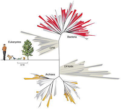 Diagram of the tree of life with life evolving from Archaea